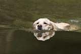 GOLDEN RETRIEVER 391